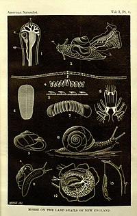American Naturalist Volume 1 Plate 1.jpg