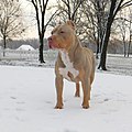 American Bully - Wikipedia