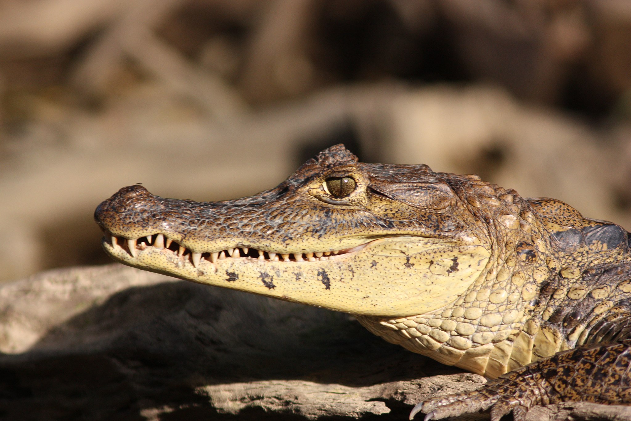 American crocodile Costa Rica
