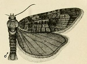 Amphicoecia adamana.jpg