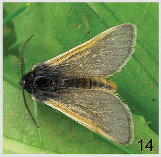 <i>Andesobia</i> Genus of moths