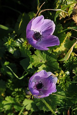 Anemone coronaria, Κοντά στο Τρίκερι, Νότιο Πήλιο (13-2-2011)