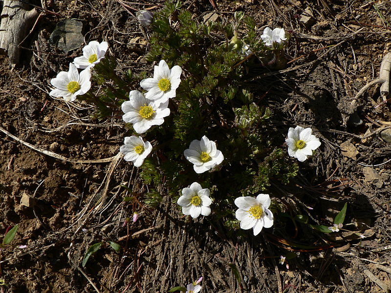 File:Anemone drummondii 15815.JPG