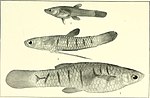 Miniatura per Pamphorichthys