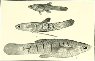 <i>Pamphorichthys</i> Genus of fishes