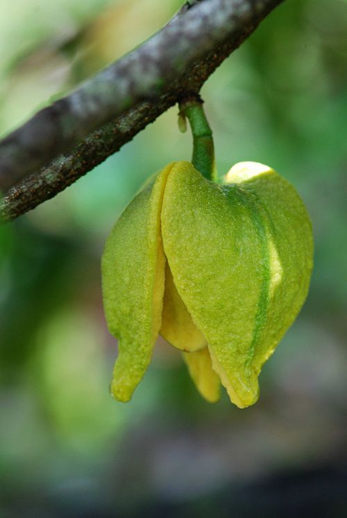 A. muricata flower