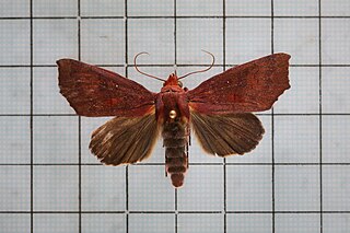 <i>Anomis privata</i> Species of moth