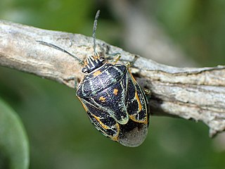 <i>Antestiopsis</i> Genus of true bugs