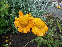 Anthemis sancti-johannis.jpg