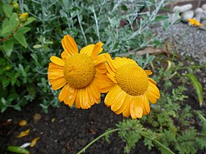 Beschrijving van de afbeelding Anthemis sancti-johannis.jpg.