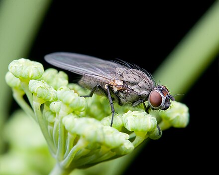 Цветочная муха. Семейство Anthomyiidae цветочницы. Семейства двукрылых. Муха цветочница. Систематика настоящие мухи.