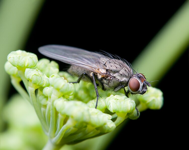 File:Anthomyiidae sp.jpg