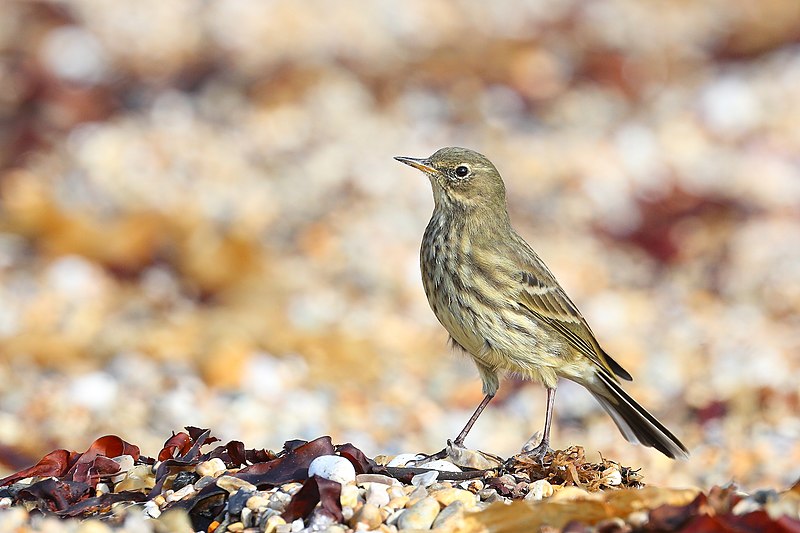 File:Anthus petrosus.jpg