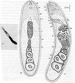 Внутрішня будова Antigonaria arenaria