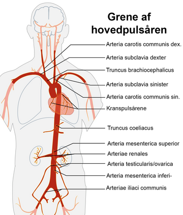 File:Aorta-grene.png