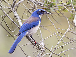 Eiland gaai (Aphelocoma insularis)