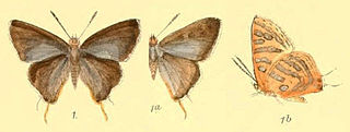 <i>Cigaritis nubilus</i> Species of butterfly