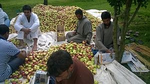 Apples exported from Ganderbal district