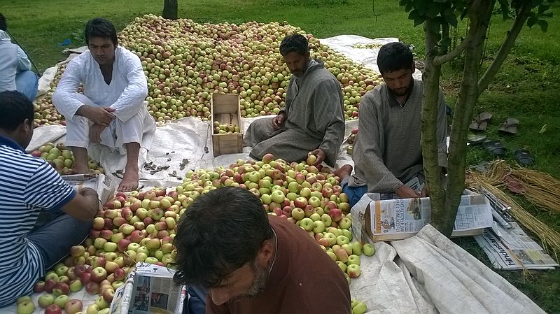 File:Apples of Nawabagh, Ganderbal 2.jpg