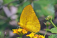 Apricot sulphur (Phoebis argante) male.jpg