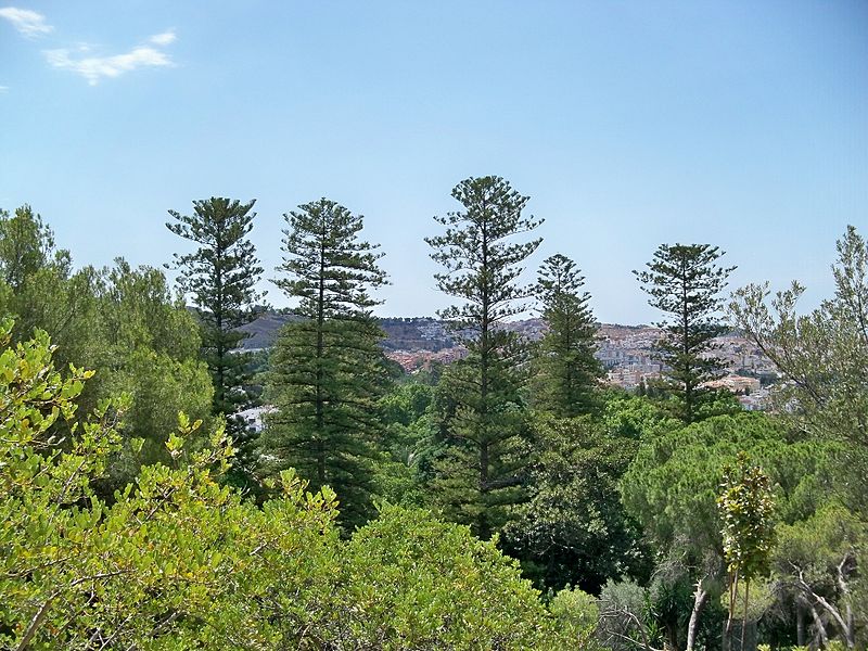 File:Araucarias o pinos de pisos (Araucaria heterophylla).JPG