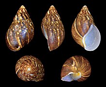 Achatina achatina (Giant Tiger Land Snail), Shell