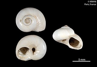 <i>Archiminolia strobilos</i> Species of gastropod