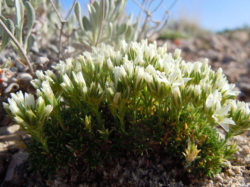 File:Arenaria hookeri (7273595700).jpg