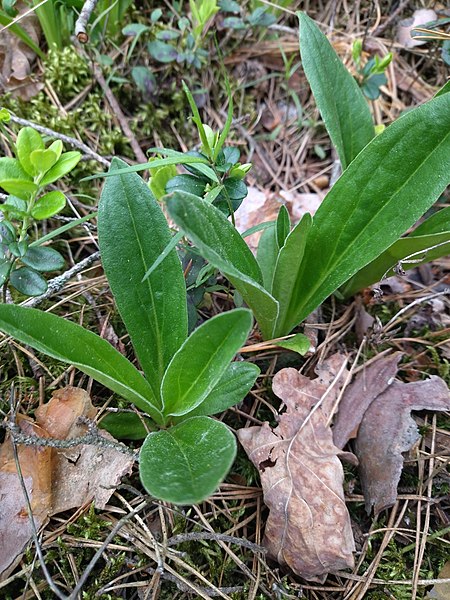 File:Arnica montana - Echte Arnika, Blattrosette 202726295.jpg