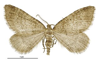 <i>Asaphodes periphaea</i> Species of moth