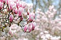 Magnolienhain in Aschaffenburg im Frühjahr 2020