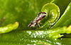 Азиатский цитрусовый Psyllid adult.jpg