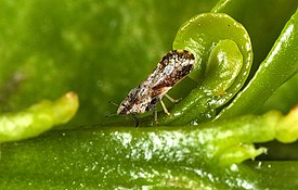 Diaphorina citri