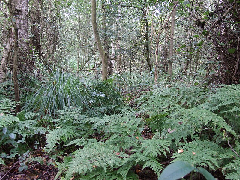 File:Askham Bogs diverse habitats (geograph 2061172).jpg