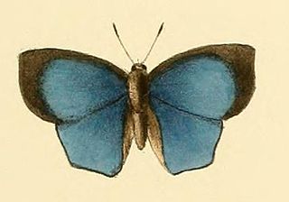 <i>Aslauga vininga</i> Species of butterfly