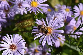 <i>Aster × frikartii</i> Nothospecies of plant in the genus Aster