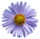 Aster Tataricus.png