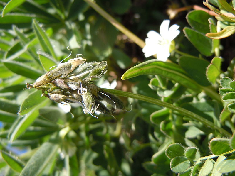 File:Astragalus alpinus (6120963018).jpg