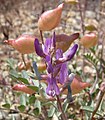 Astragalus lentiginosus 3.jpg