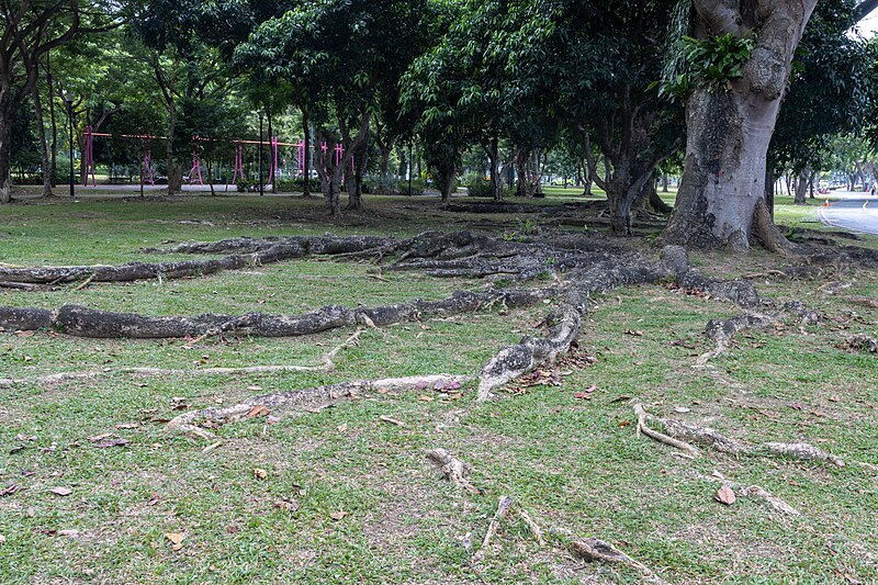 File:At East Coast Park, Singapore 2023 037.jpg