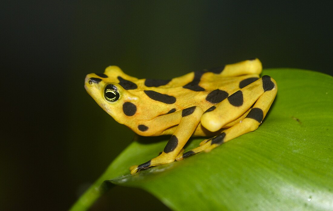 Atelopus zeteki