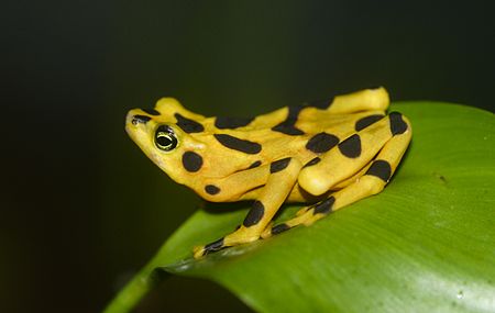 Atelopus zeteki1.jpg