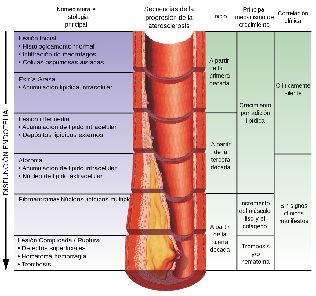 Atherosclerosis timeline - endothelial dysfunction-esp v1.1