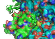 Atorvastatin bound to HMG-CoA reductase: PDB entry 1hwk Atorvastatin binding.png