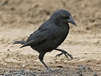 Blackbird, Austral Curaeus curaeus