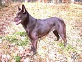 Australian Kelpie