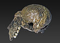 Australopithecus africanus (Plesianthropus transvaalensis holotype).jpg