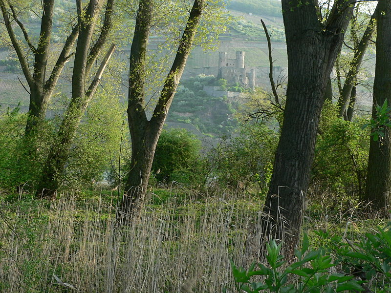 File:Auwald bei Bingerbrück am Rhein, Naturschutzgebiet.JPG