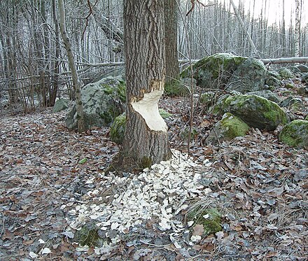 Oak worked by beaver, Lidingö.