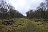 Balls Wood 8.JPG